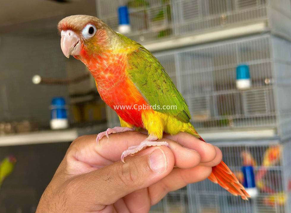 Thumbnail: Green Cheek Dom or High Red Pineapple Conure