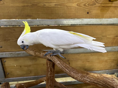 Cockatoo Sulfur Crested | CP Birds