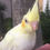 Thumbnail: Cockatiel Lutino Yellow Cheek Baby