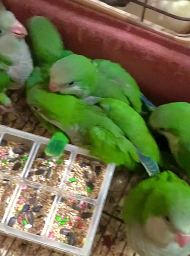 Worcester Craigslist Parakeets For Sale Baby Quaker Parakeet