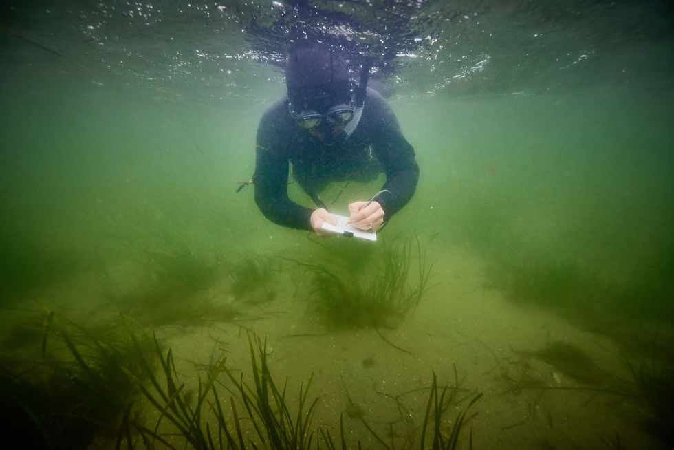 An Introduction to Practical Skills in Seagrass Mapping & Monitoring
