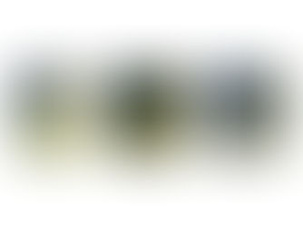 Seawilding Breakthrough For Seagrass Restoration