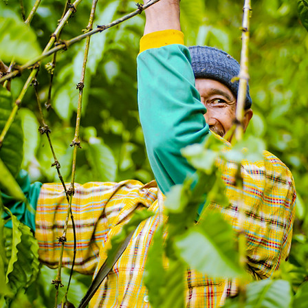 Indonesia farmer.jpg