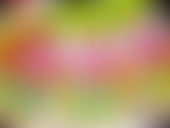 The star of the story: the mango