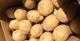 吉名のじゃがいも