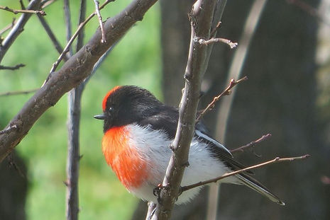 Red Caped Robin.jpg