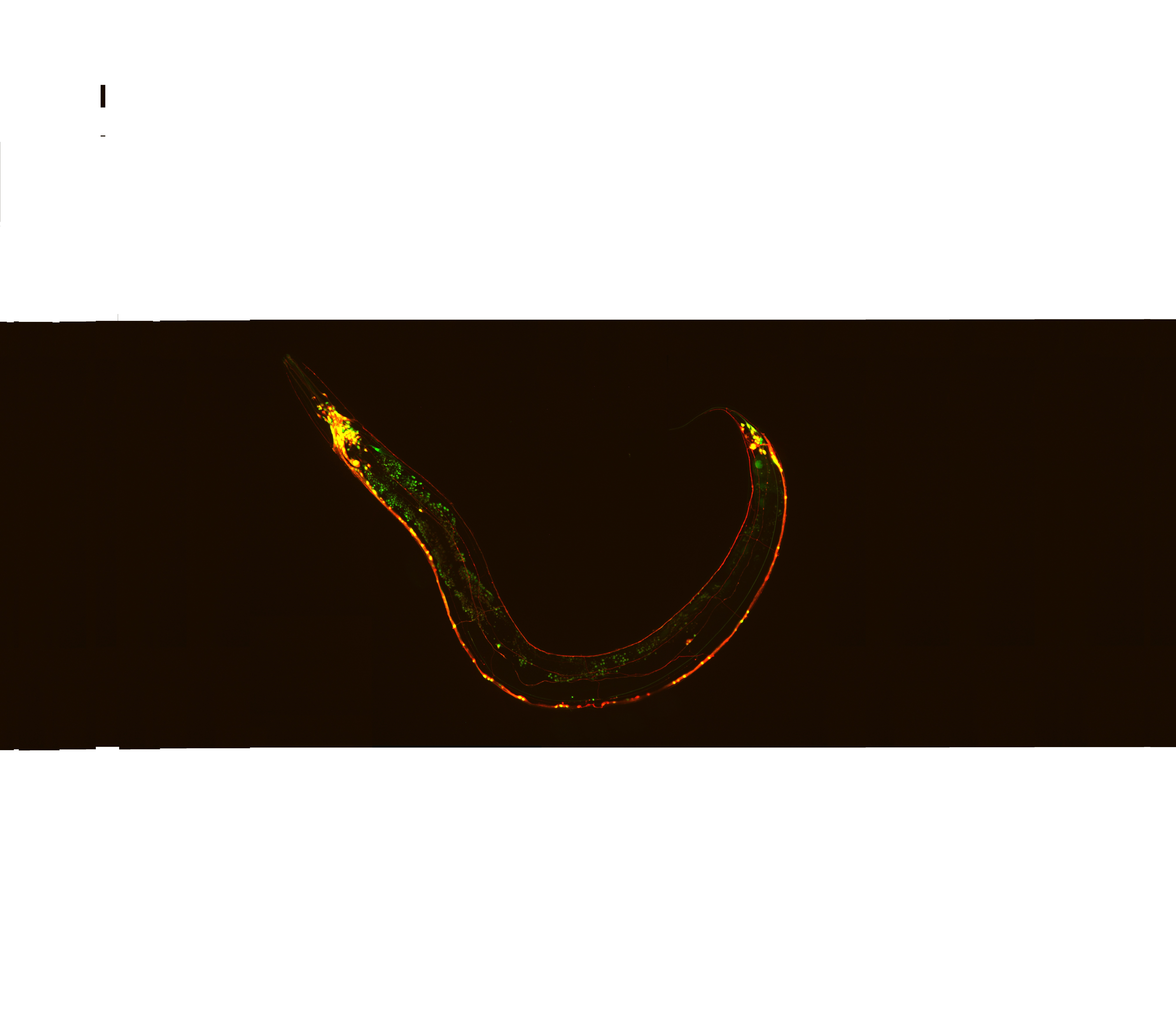 Model organisms