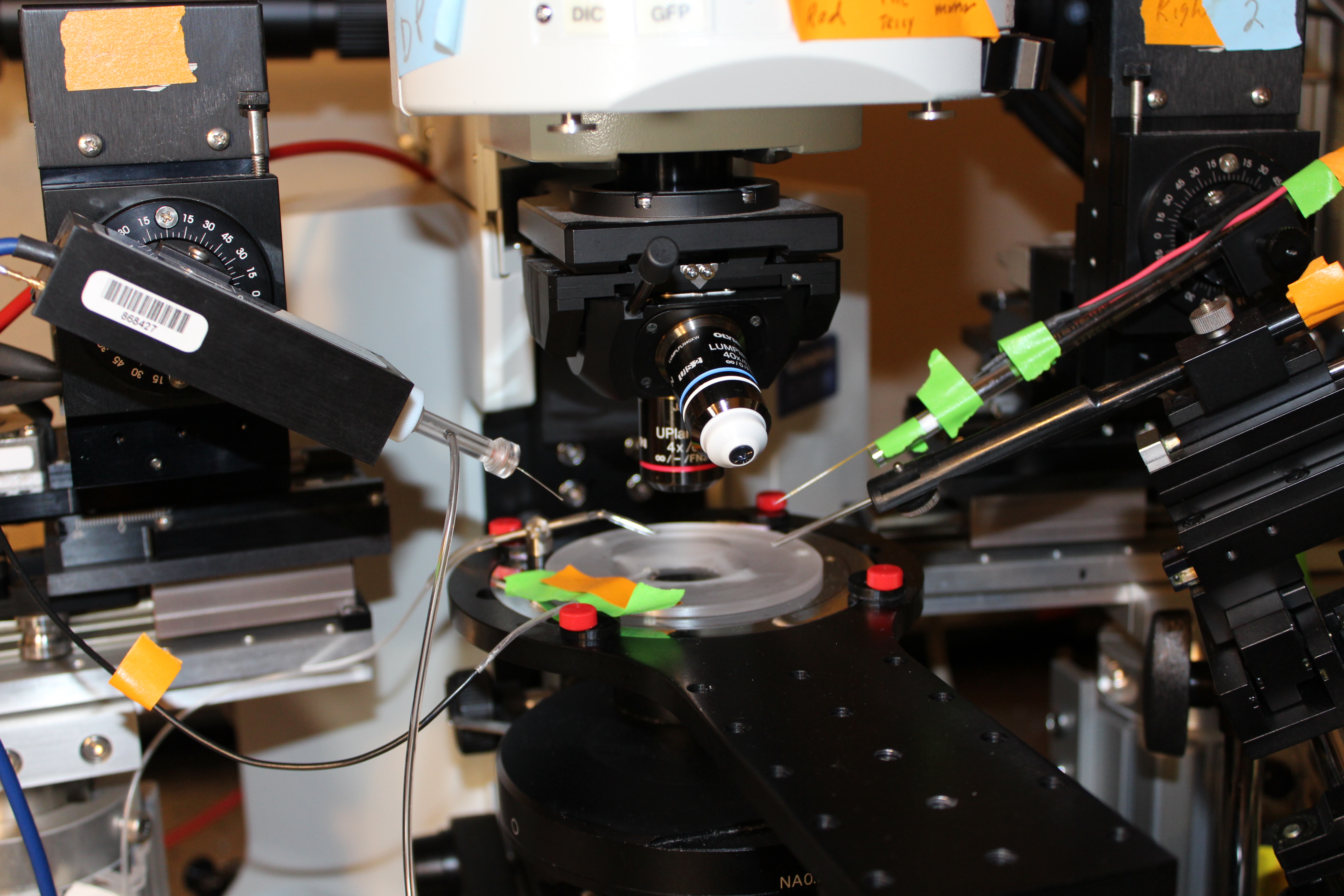 Electrophysiology and microscopy