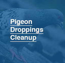 245X245_Pigeon_Droppings_Cleanup.png