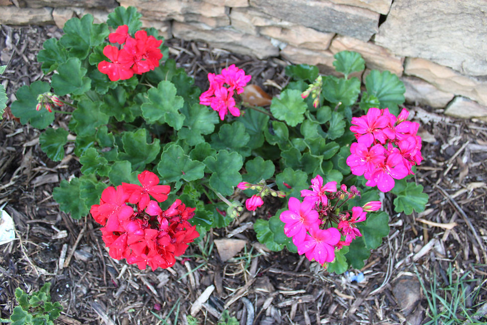 Freshen up your yard with color!