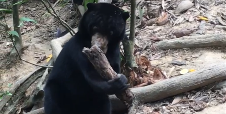 Shawn Sigstedt's Bear Hug Movie