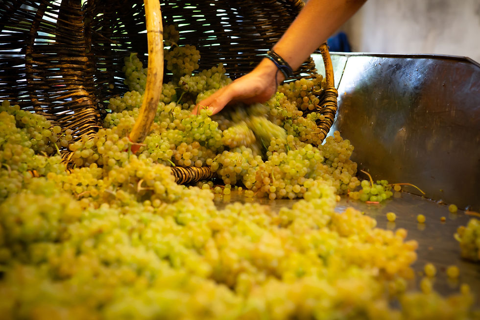 Vendanges dans la cuverie
