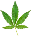 cannabis-hemp-leaf-cut-out-on-transparent-background-free-png_1.png