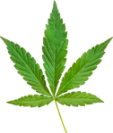 cannabis-hemp-leaf-cut-out-on-transparent-background-free-png_1.png