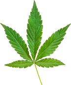 cannabis-hemp-leaf-cut-out-on-transparent-background-free-png_1.png