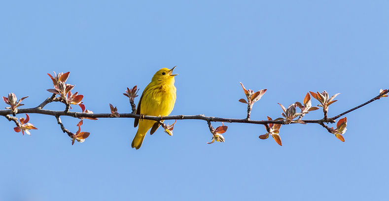 zangvogel.jpg