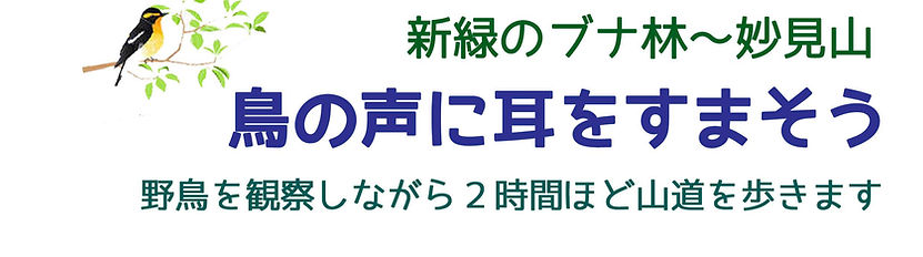 ぶなと鳥HP用_edited.jpg