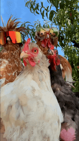 chicken influencers.gif