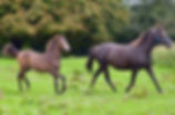 Irish Eyes are smiling, Templebready fear bui, Traditional Irish Sport Horse, Irish Broodmare, Tajraasi foal