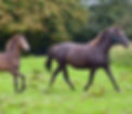 103834259_10158302588469061_8344922848635654385_n_edited_edited.jpg