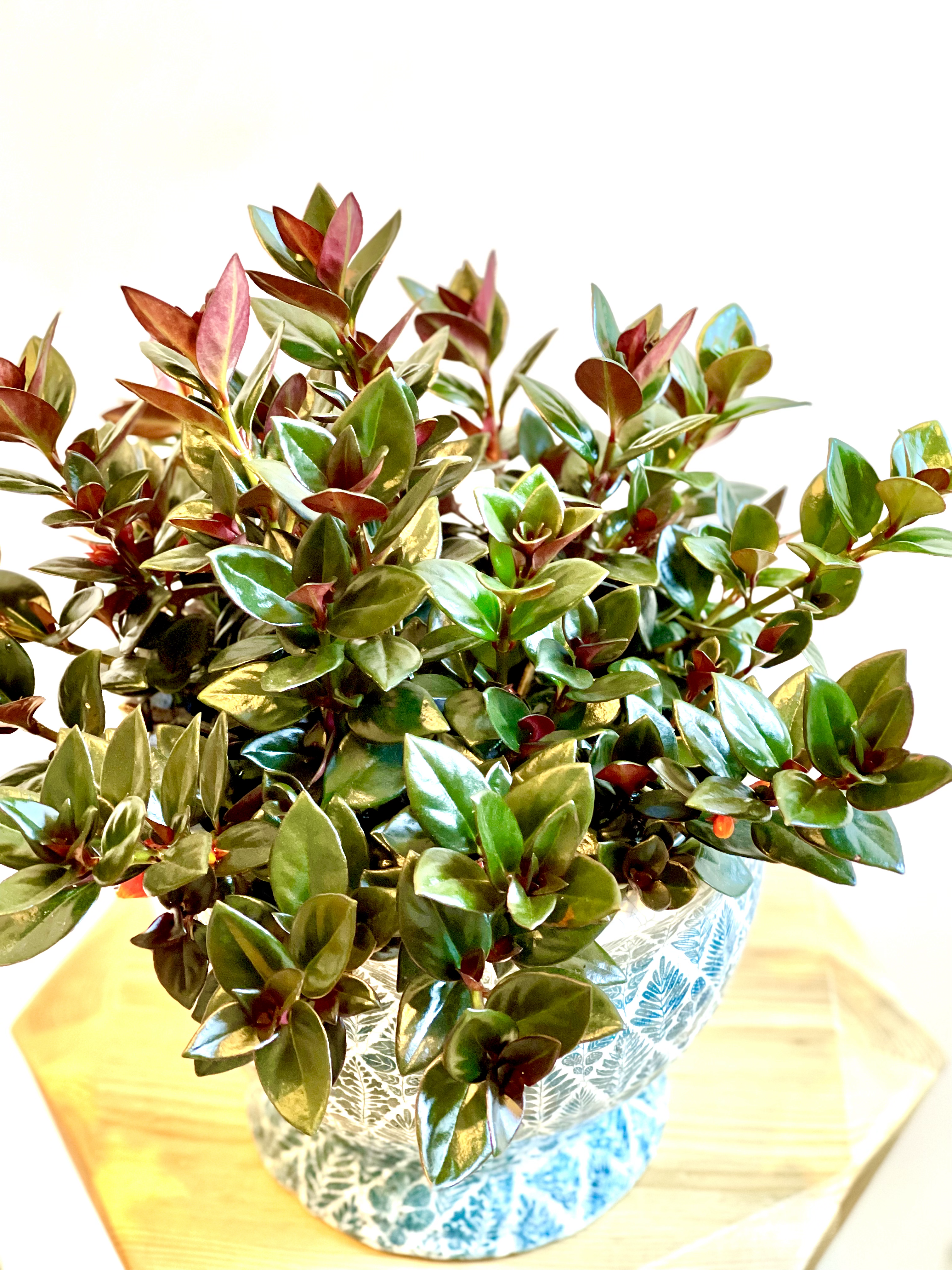 Goldfish Plant in 200mm Grower Pot