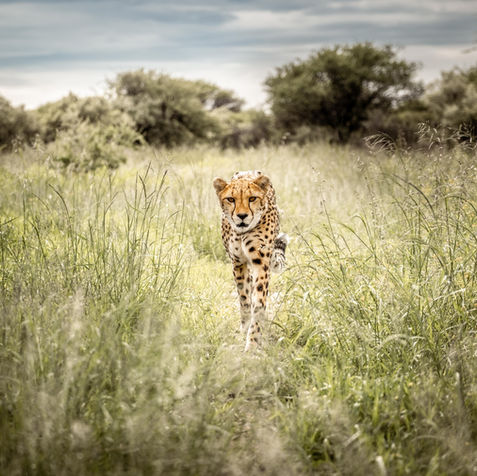 Cheetah_Namibia-2.jpg
