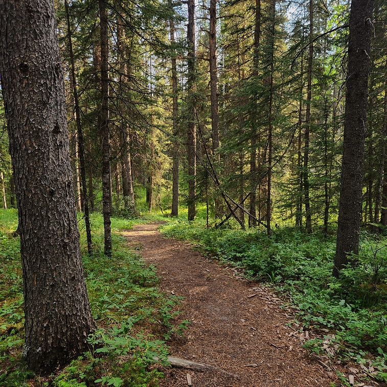 Trail through trees (1).jpg