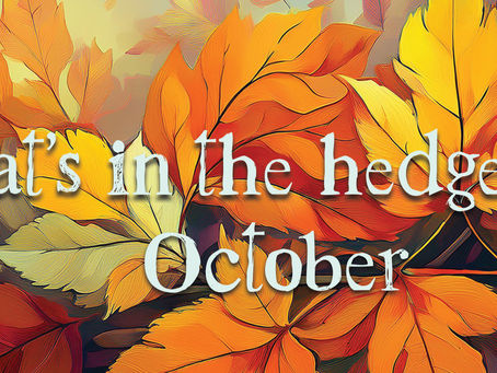 October | What's in the Hedgerow?