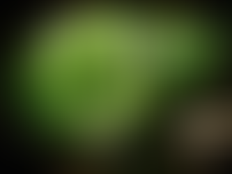 Discovering the Natural Charm of Natural Bridge, Alabama