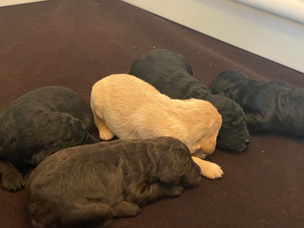 We Have Puppies July 2022