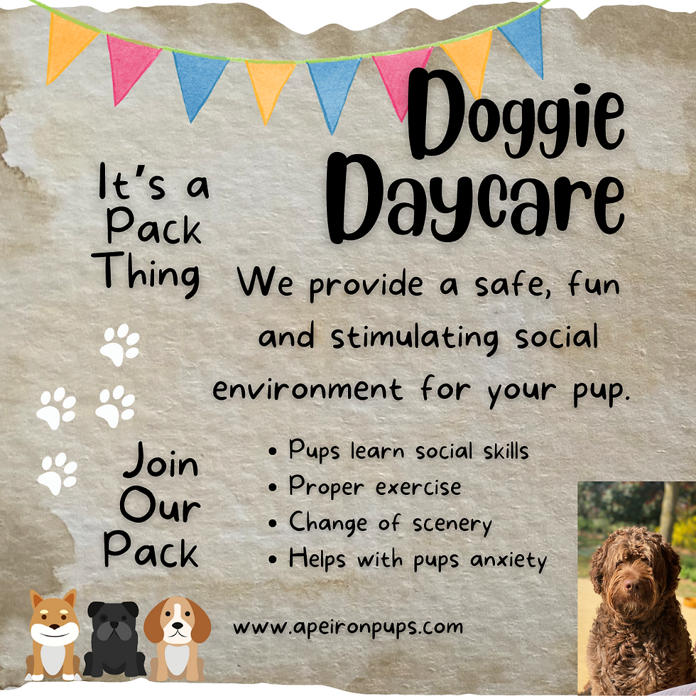 Newest Service: Doggie Daycare!