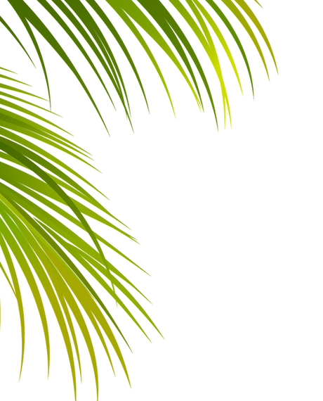 palm fronds