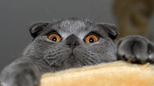 SCOTTISH FOLD GERÇEĞİNİ BİLİYOR MUSUNUZ???