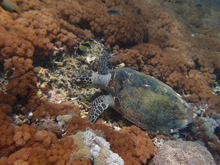 Turtle in Amed