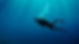 Diver underwater Bali