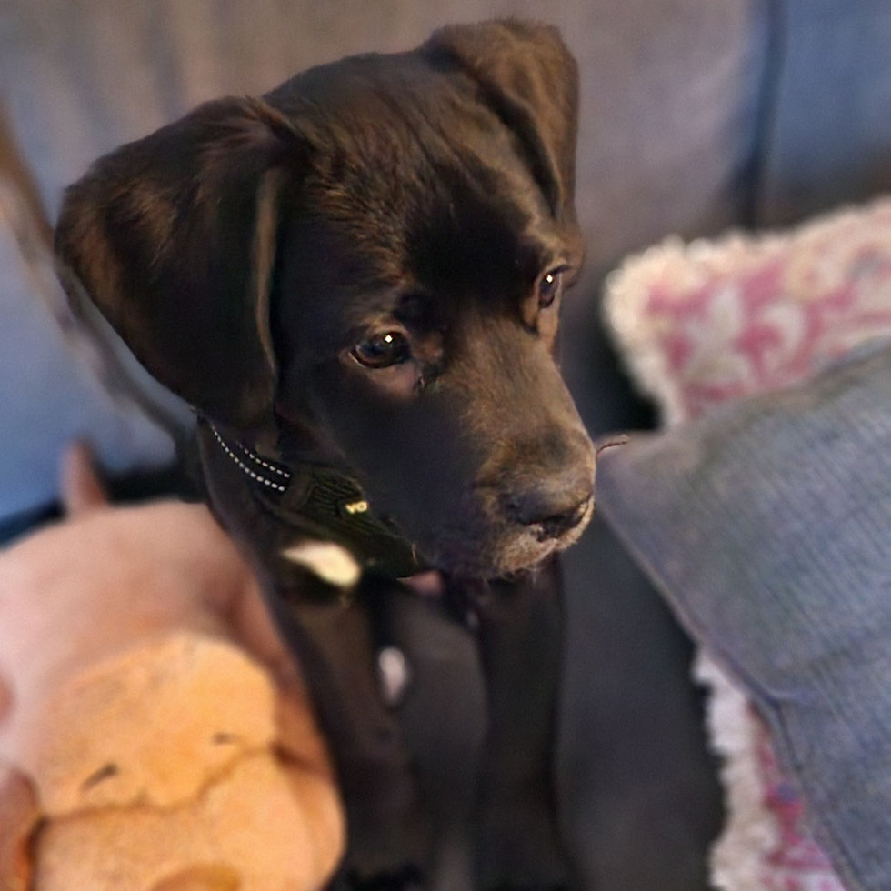 Adorable black Labrador mixed breed puppy named Preacher, sitting with his stuffed friend.
