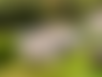 Golden Harvest roof installed in Shoreham.