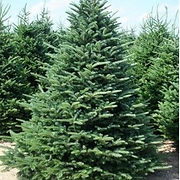 fraserfir_edited.jpg