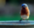 Jim Lockman Click photography
