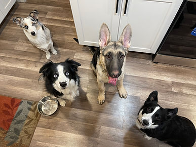 Dog family photo