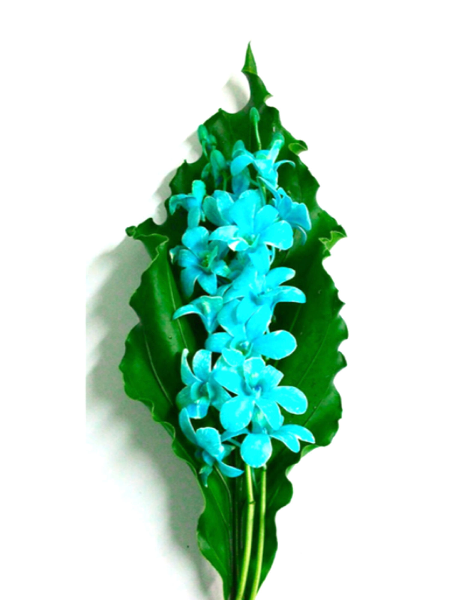 Dyed White Orchid Stems