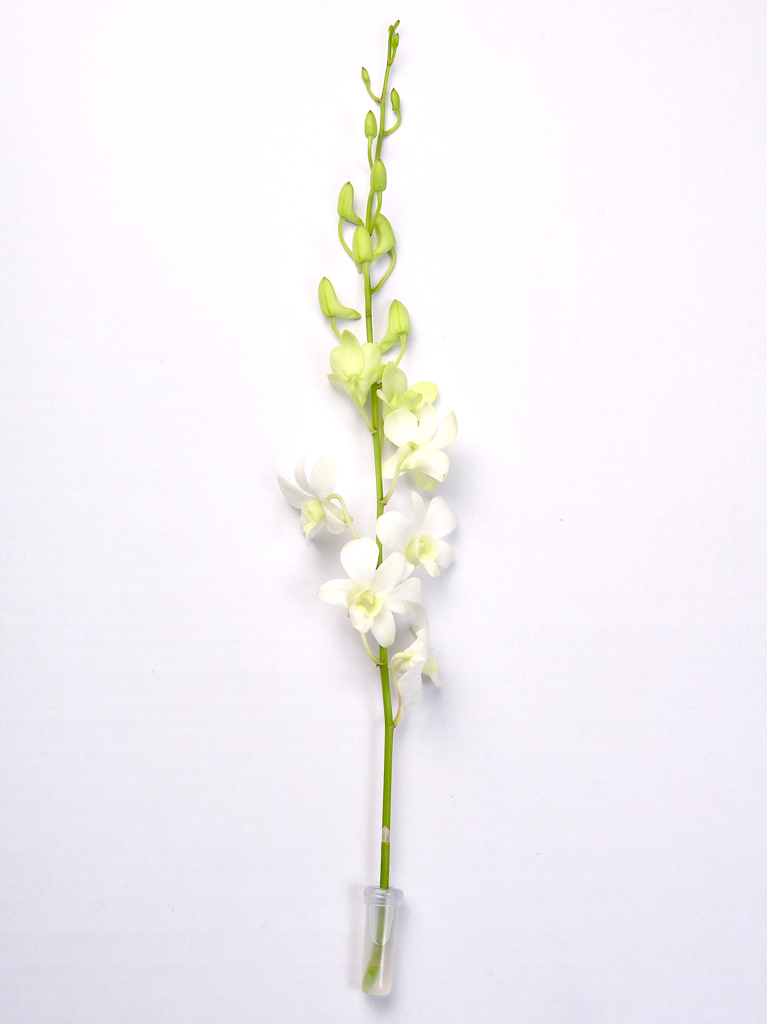 White Orchid Stems