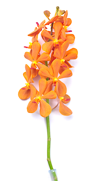 Mokara Orchid Stems