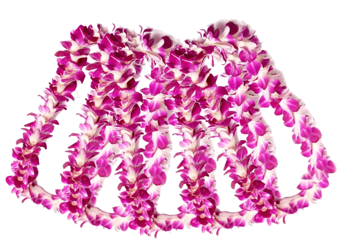 Wholesale Hawaiian Leis Fresh Orchid leis Paradise Leis LLC
