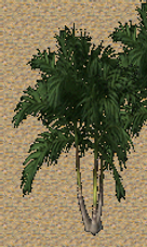 Pomona Coconut Palm Tree.png
