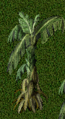 Pomona Banana Tree.png