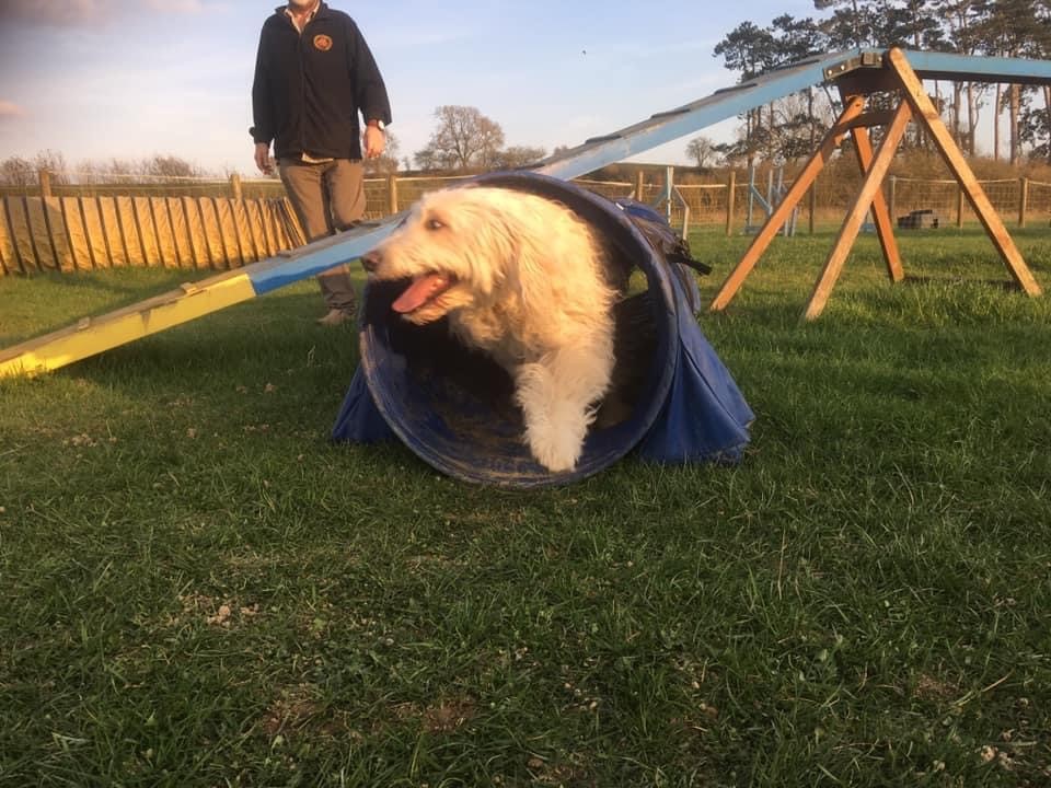 Dog Behaviourist 121 Dog Training England