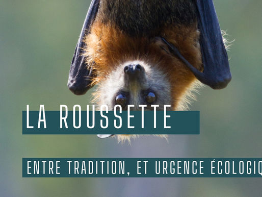 La roussette en Nouvelle-Calédonie : un animal emblématique entre tradition et préservation