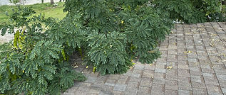 Tree branches draped over a roof in Cocoa, Florida_