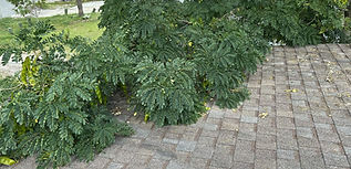 Tree branches draped over a roof in Cocoa, Florida_